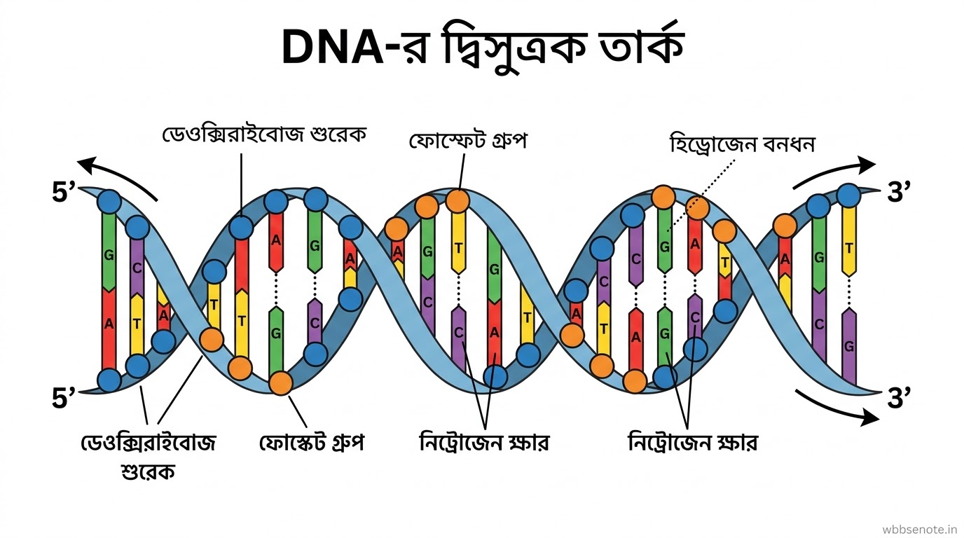 মাধ্যমিক জীবনবিজ্ঞান ৩য় ও ৪র্থ অধ্যায় প্রশ্নোত্তর ২০২৭ | বংশগতি বিবর্তন পরিবেশ | Madhyamik Life Science MCQ SAQ Diagram সহ